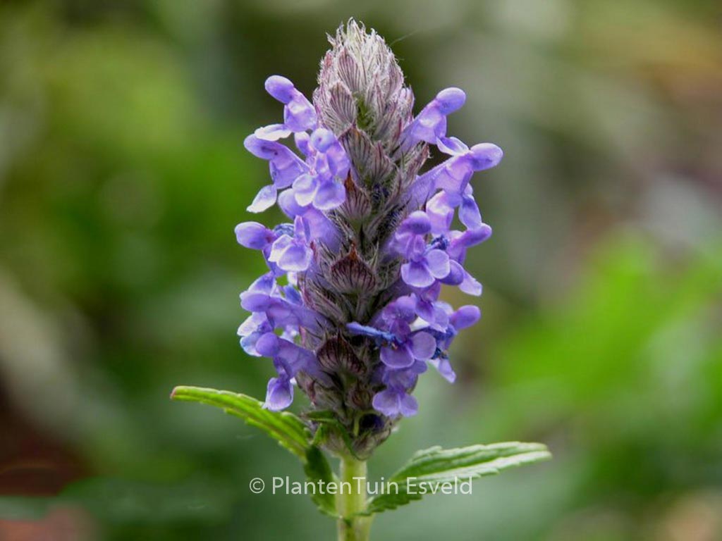 Nepeta nervosa