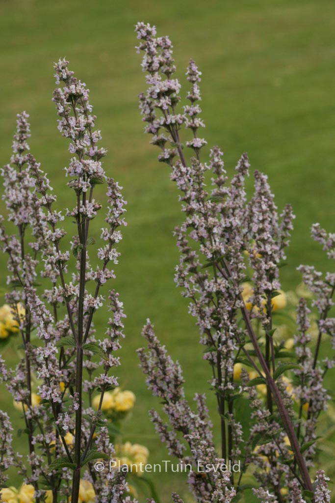 Nepeta nuda ‘Purple Cat’