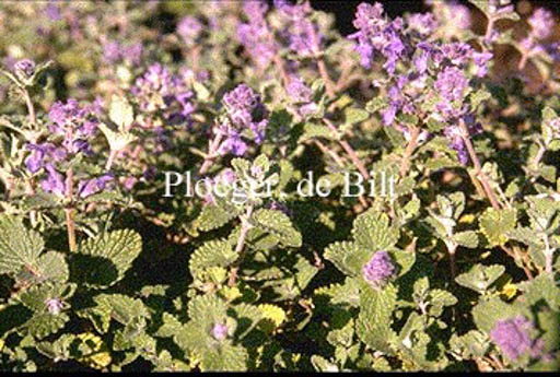 Nepeta racemosa ‘Little Tich’