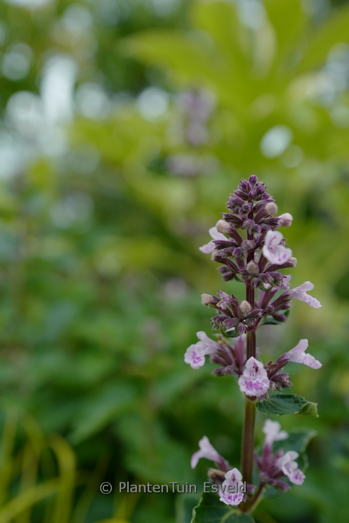 Nepeta sibirica ‘Donepserwior’ (SERENE WILD ORCHID)