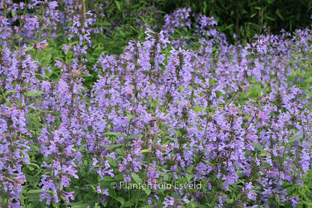 Nepeta sibirica ‘Souvenir d’Andre Chaudron’