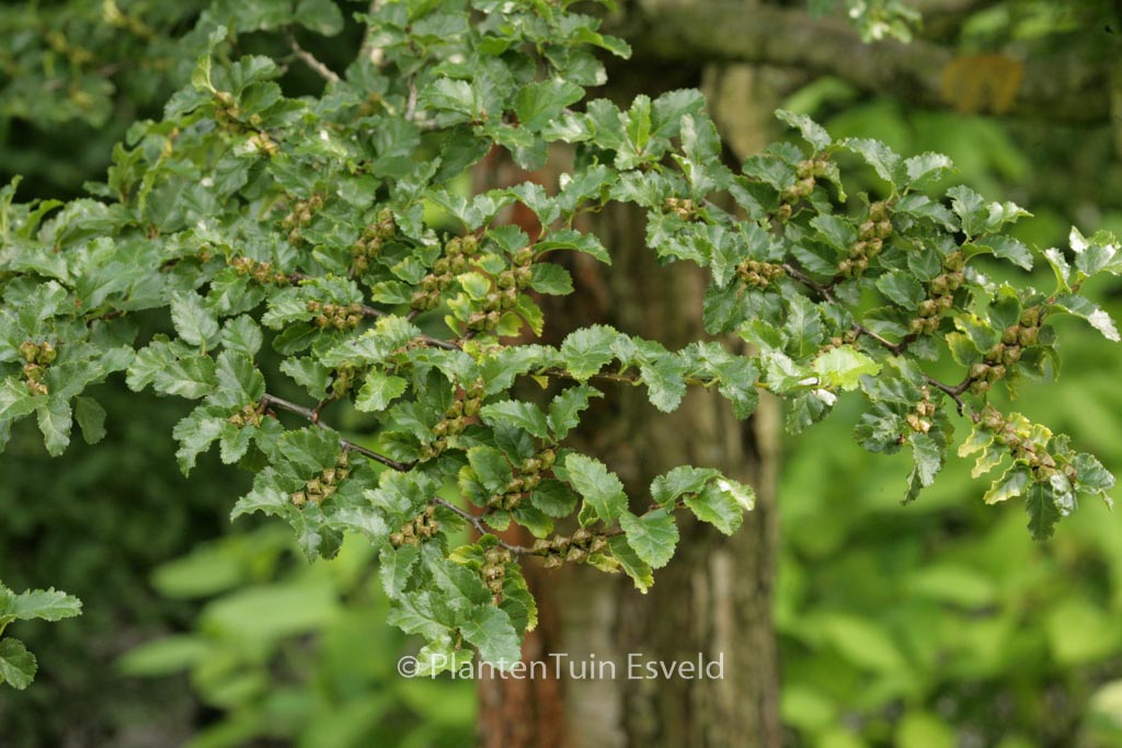 Nothofagus antarctica