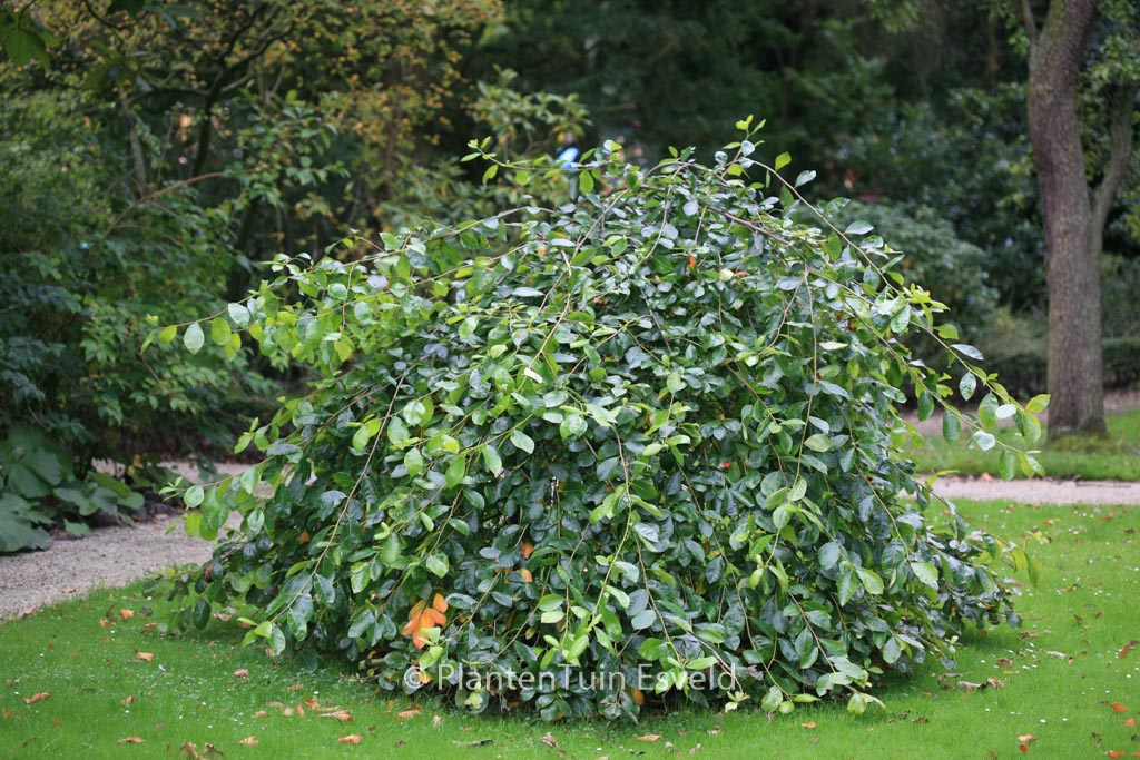 Nyssa sylvatica ‘Autumn Cascades’