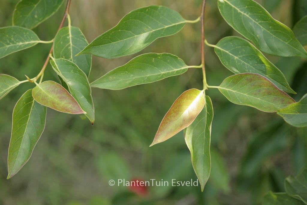Nyssa sylvatica ‘Inferno’
