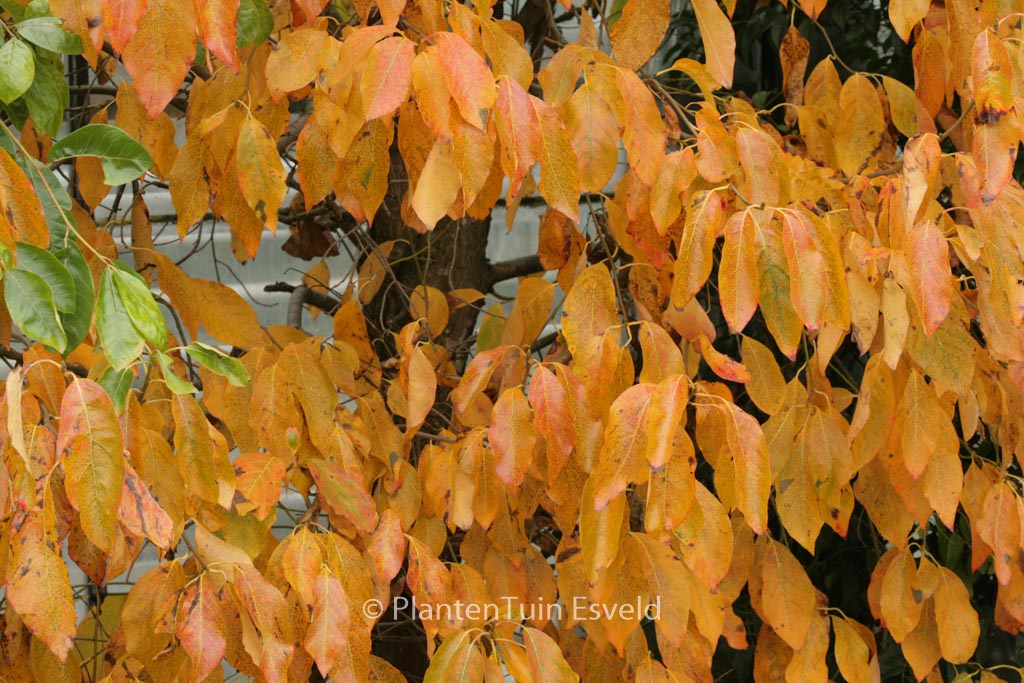 Nyssa sylvatica ‘Jermyn’s Flame’