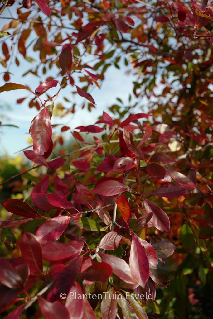 Nyssa sylvatica ‘Miss Scarlet’