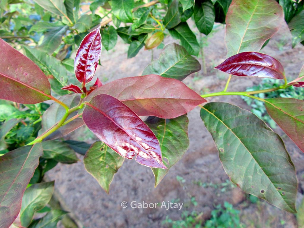 Nyssa sylvatica ‘Red Red Wine’