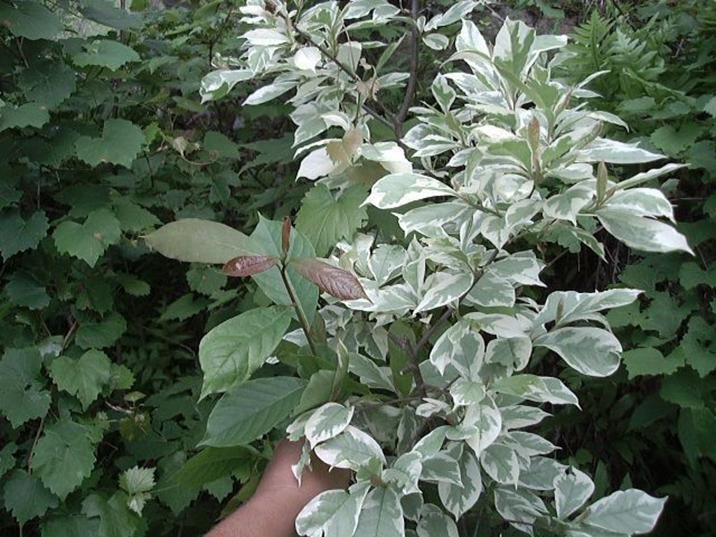 Nyssa sylvatica ‘Sheri’s Cloud’