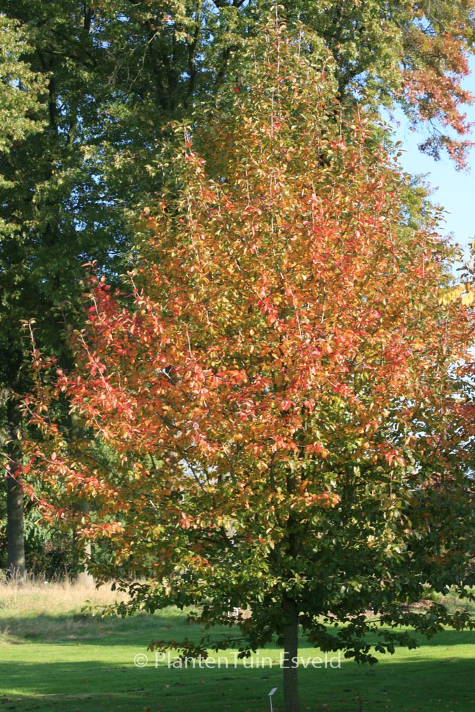 Nyssa sylvatica ‘Wisley Bonfire’
