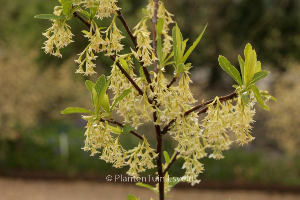 Oemleria cerasiformis