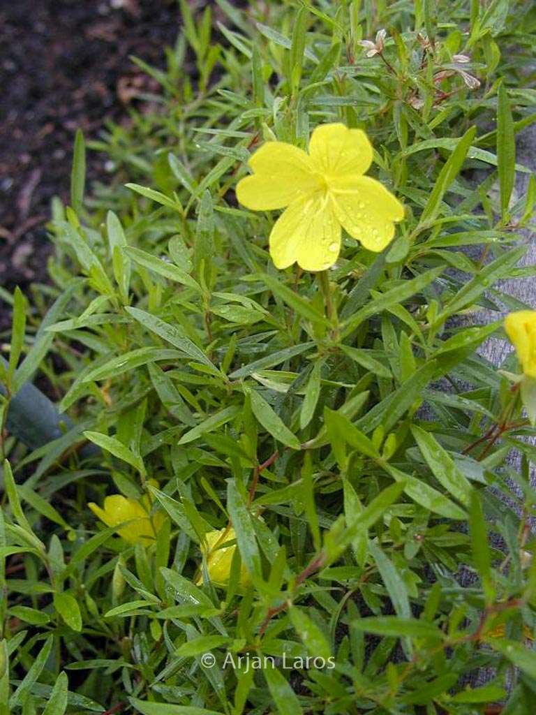 Oenothera ‘African Sun’