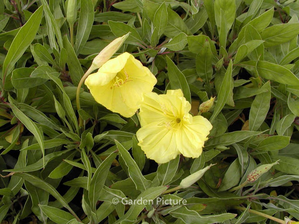 Oenothera macrocarpa