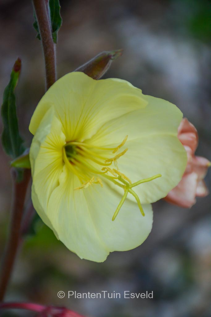 Oenothera odorata ‘Apricot Delight’