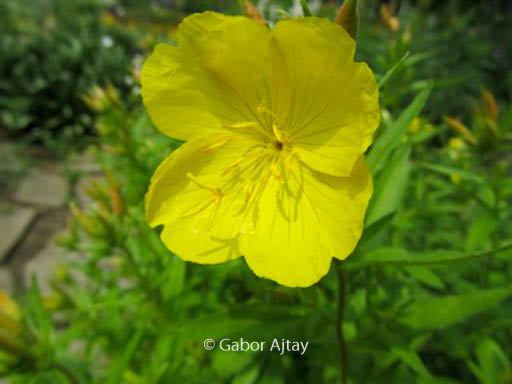 Oenothera speciosa