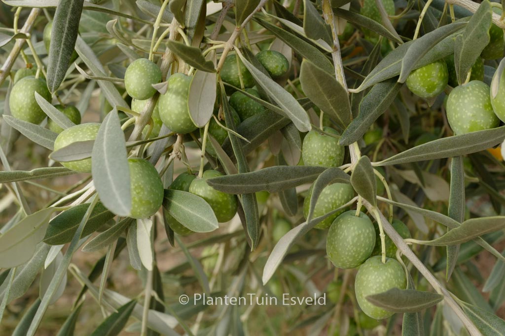 Olea europaea