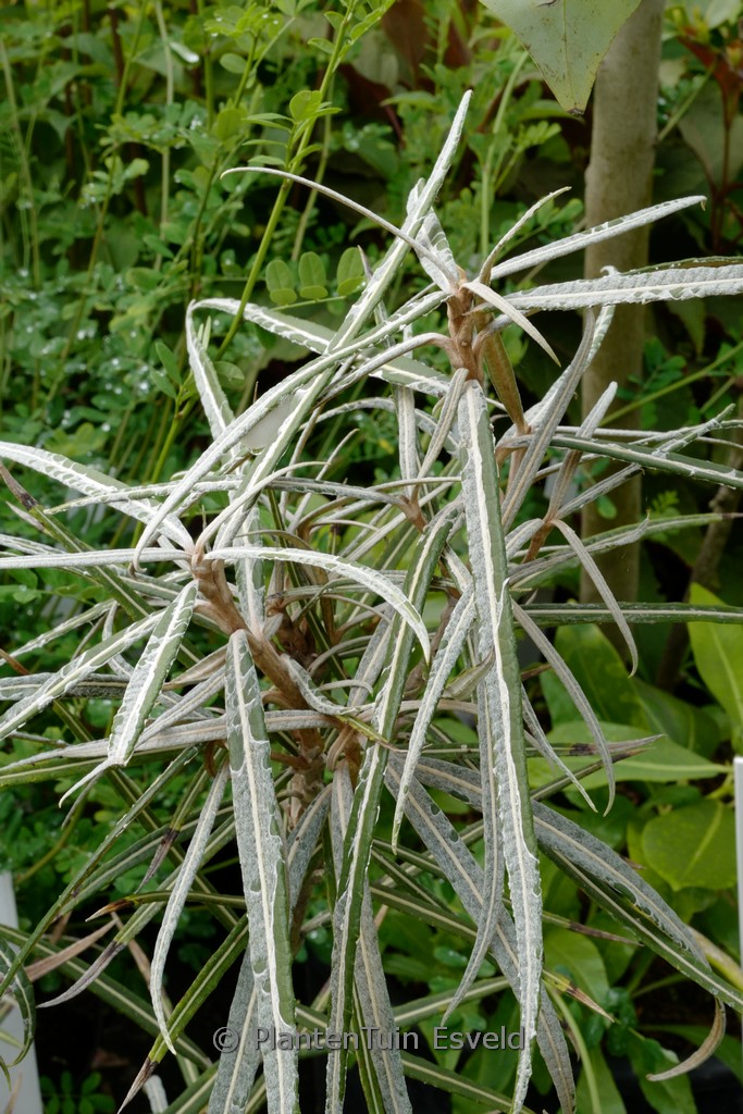Olearia lacunosa