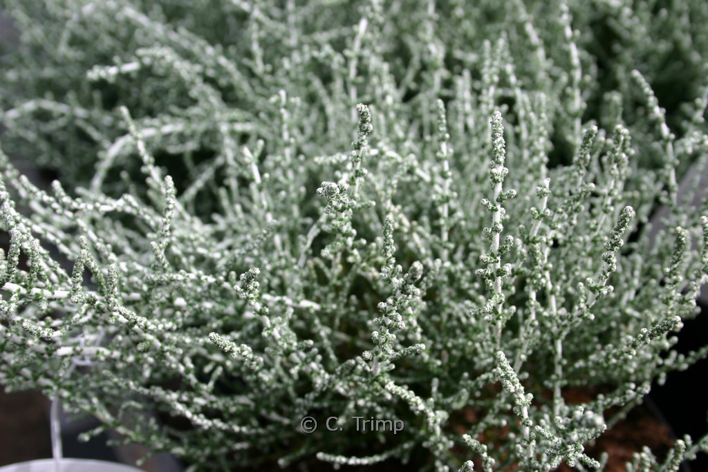 Olearia lepidophylla ‘Silver Knight’