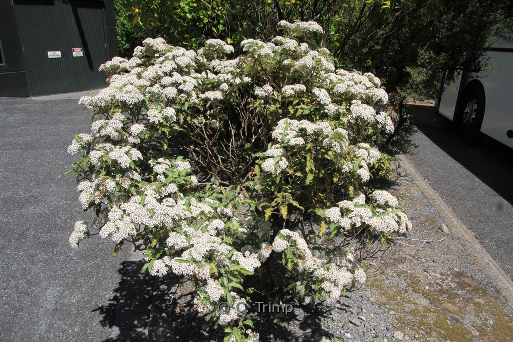 Olearia macrodonta