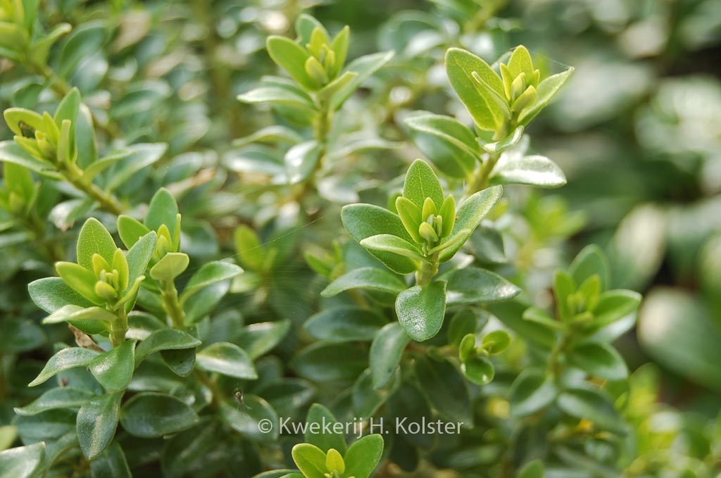 Olearia nummulariifolia ‘Rifnik’