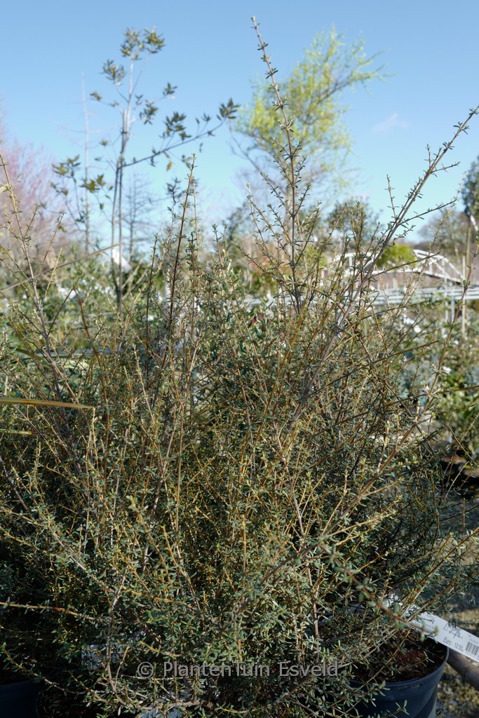 Olearia solandri ‘Aurea’