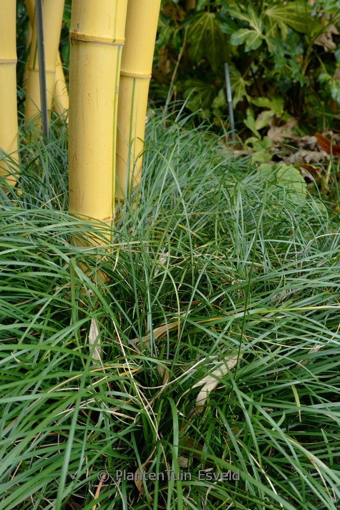 Ophiopogon intermedius