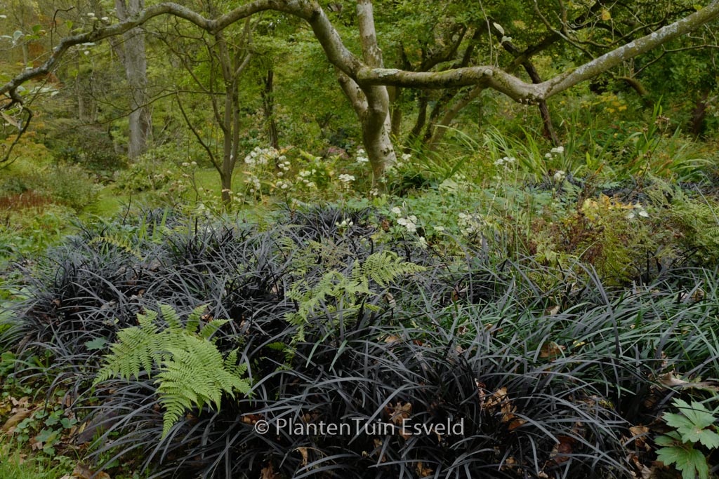 Ophiopogon planiscapus ‘Niger’