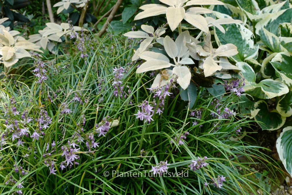 Ophiopogon wallichianus