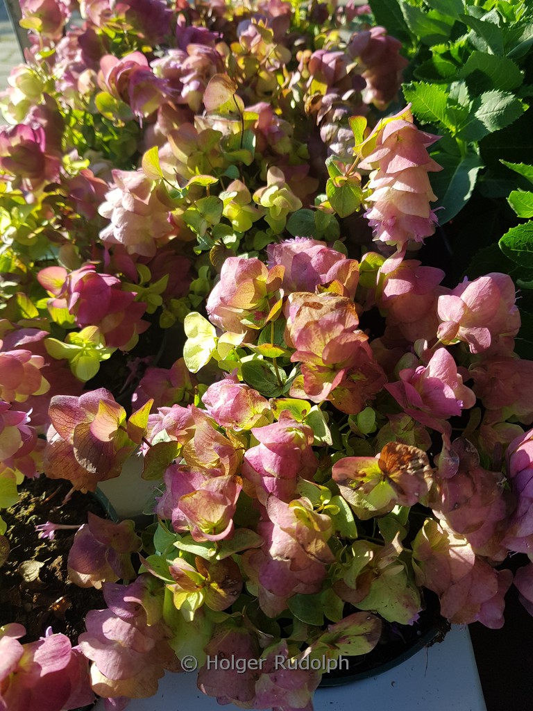 Origanum ‘Bellissimo’