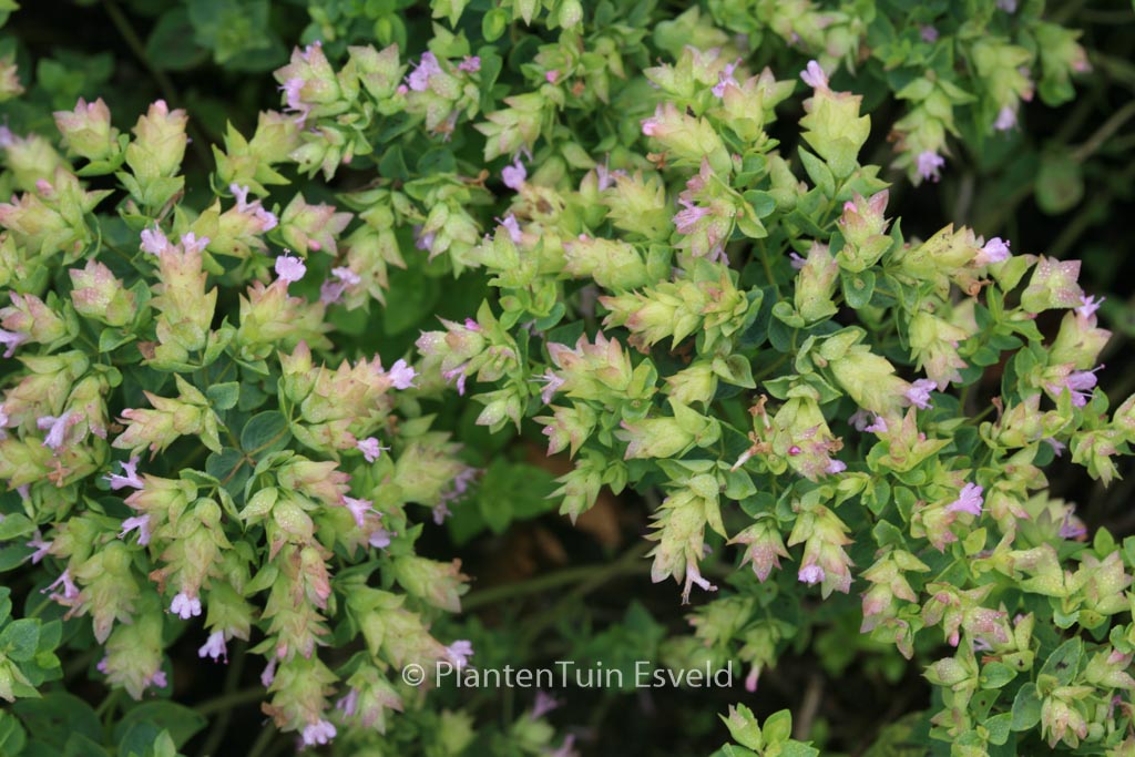 Origanum ‘Dingle Fairy’