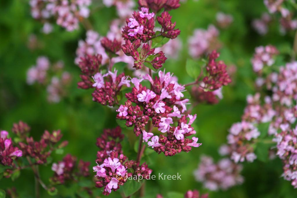 Origanum ‘Rosenkuppel’