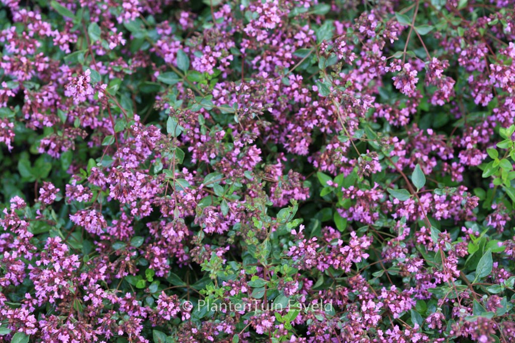 Origanum laevigatum ‘Hopleys’