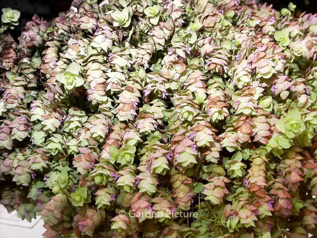 Origanum rotundifolium ‘Kent Beauty’