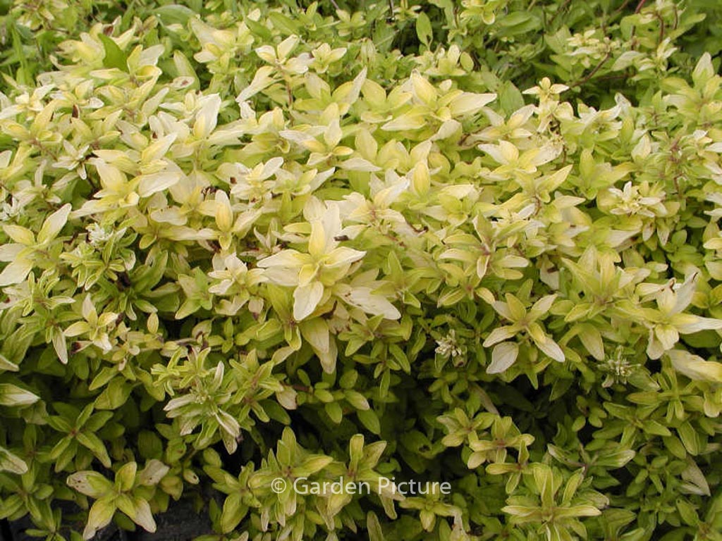 Origanum vulgare ‘Aureum’