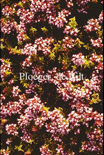 Origanum vulgare ‘Compactum’