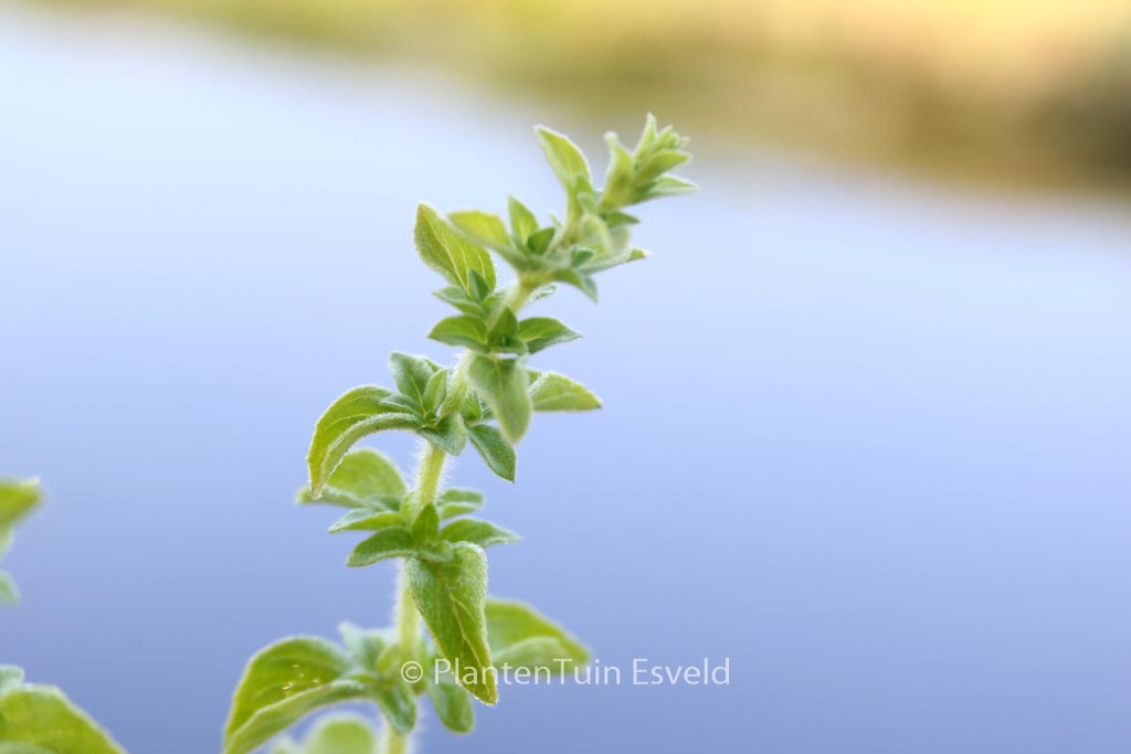 Origanum vulgare hirtum