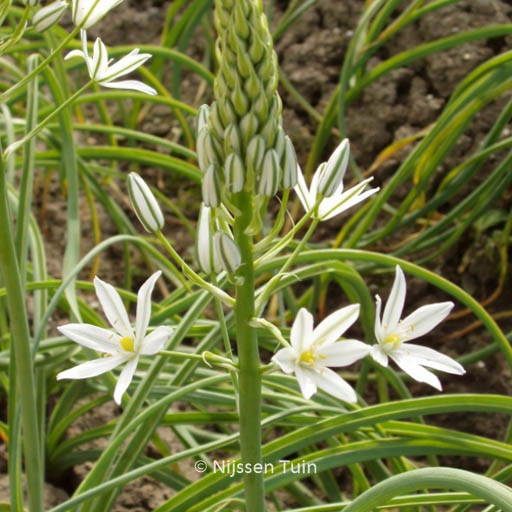 Ornithogalum ponticum ‘Sochi’