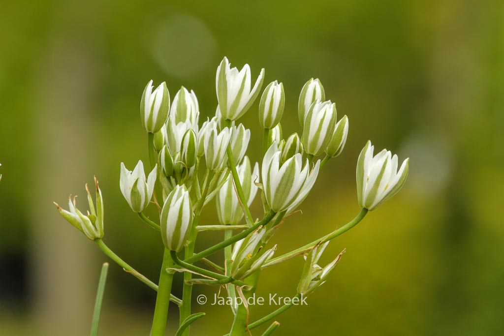 Ornithogalum umbellatum