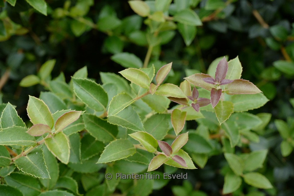 Osmanthus delavayi ‘Frank Knight’
