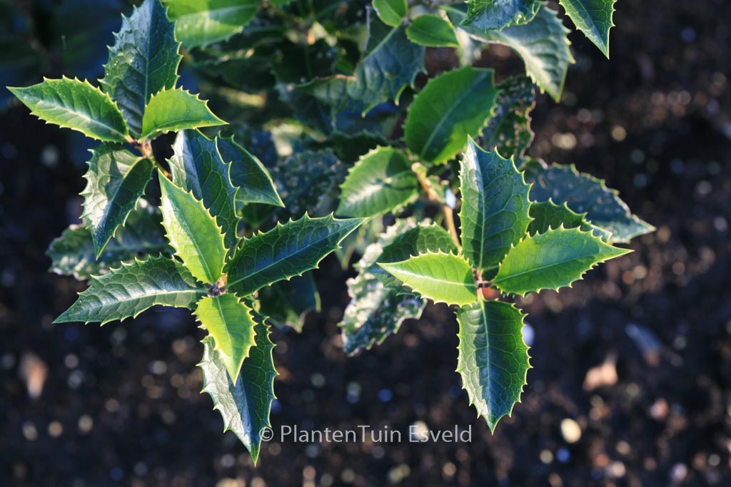 Osmanthus fortunei ‘Yokoi’