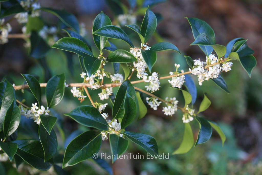 Osmanthus fortunei