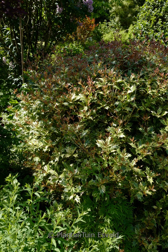 Osmanthus heterophyllus ‘Goshiki’