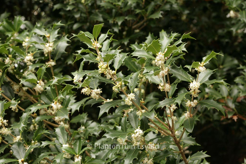 Osmanthus heterophyllus ‘Gulftide’