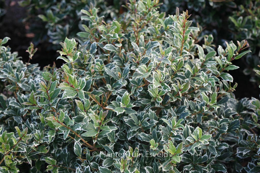 Osmanthus heterophyllus ‘Kembu’