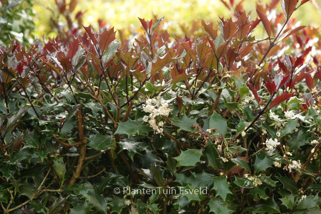 Osmanthus heterophyllus ‘Purpureus’