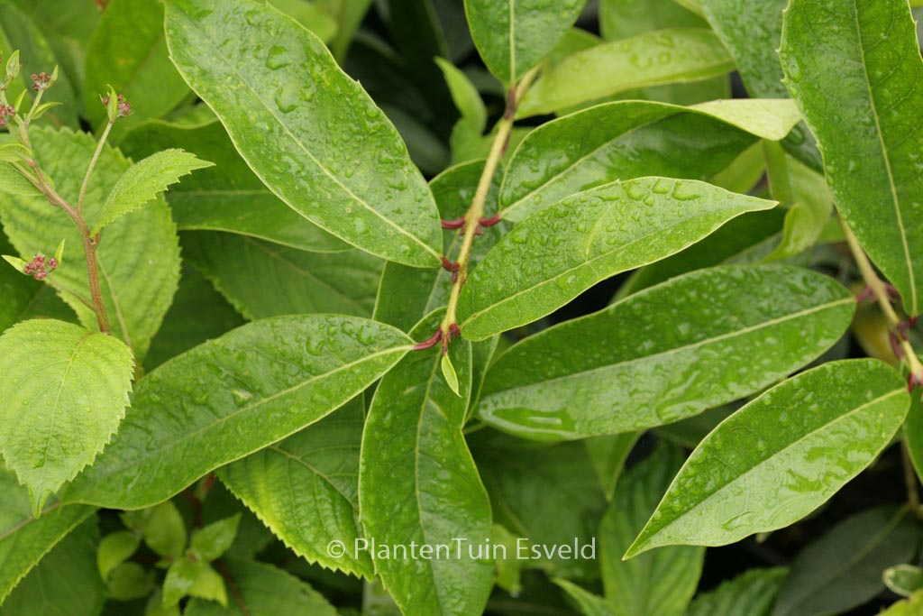Osmanthus macrocarpus