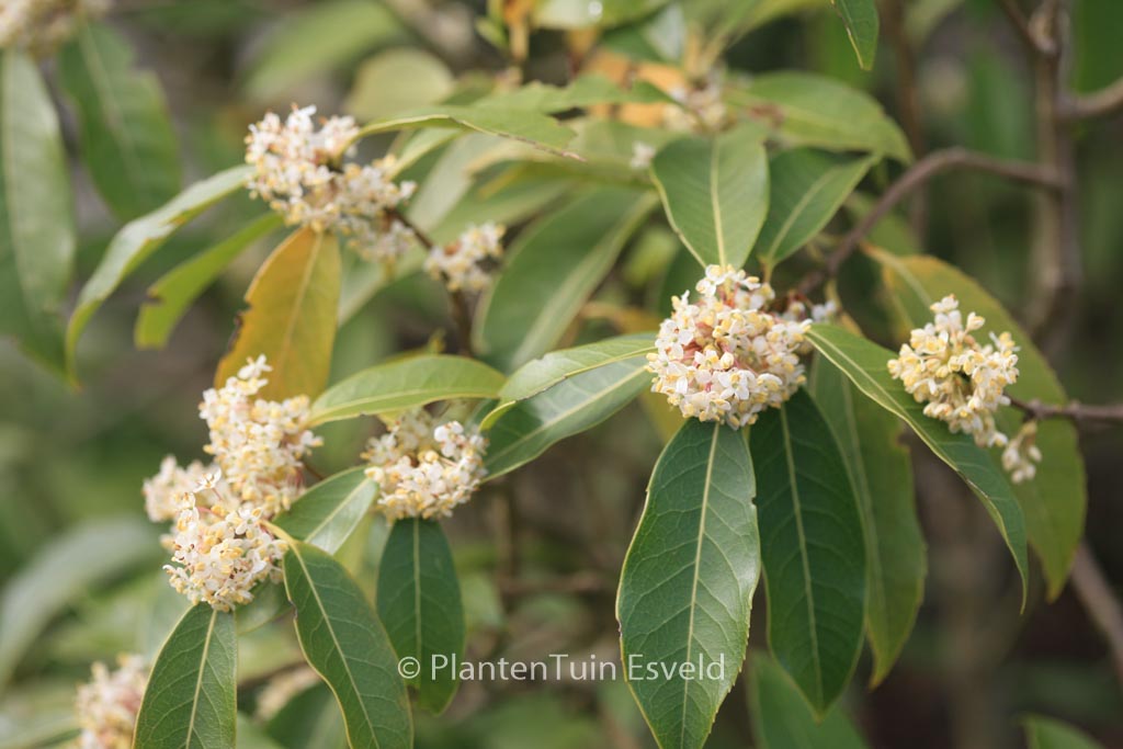 Osmanthus serrulatus