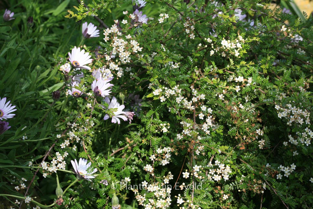 Osteomeles subrotunda