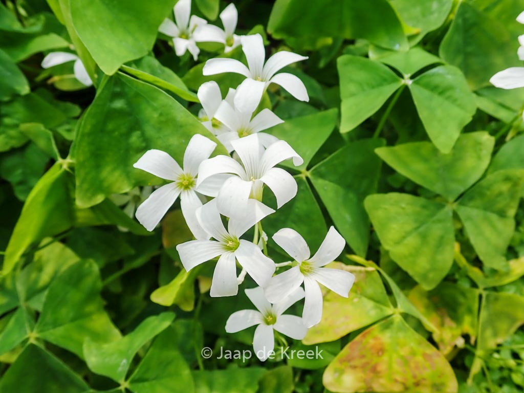 Oxalis triangularis