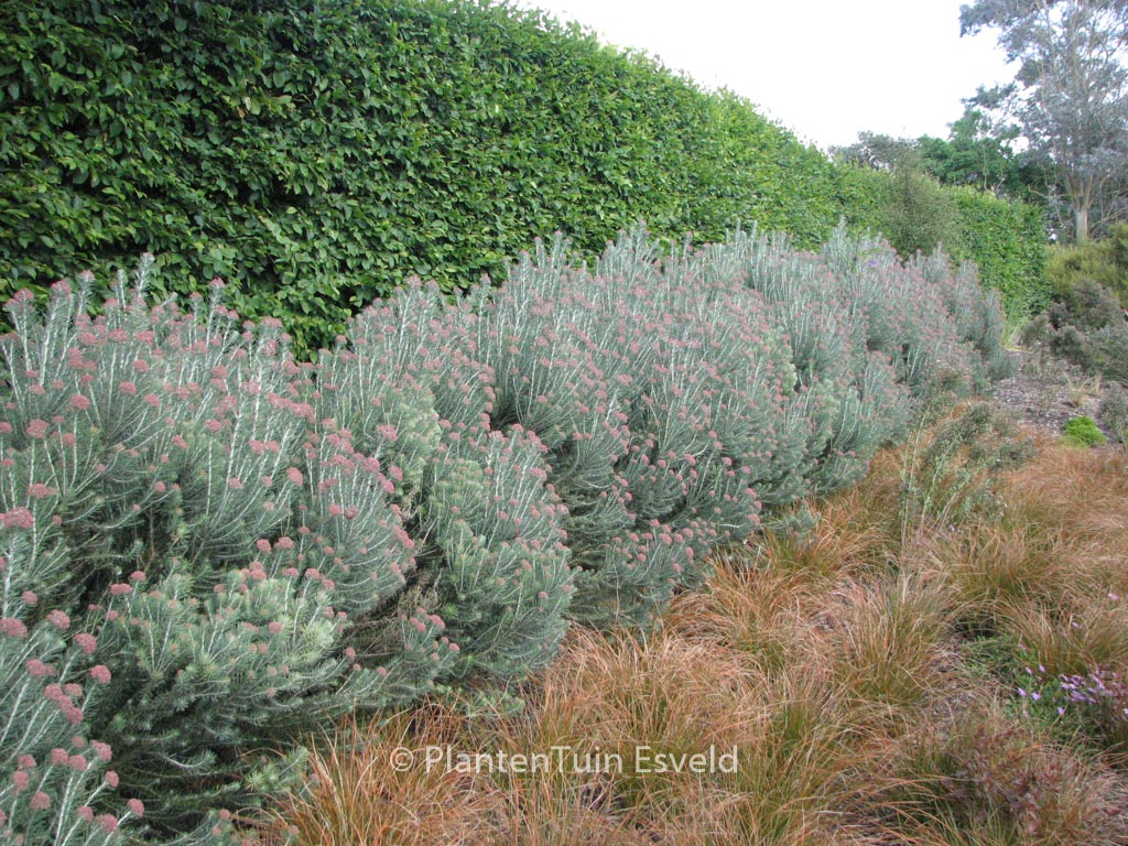 Ozothamnus rosmarinifolius ‘Silver Jubilee’