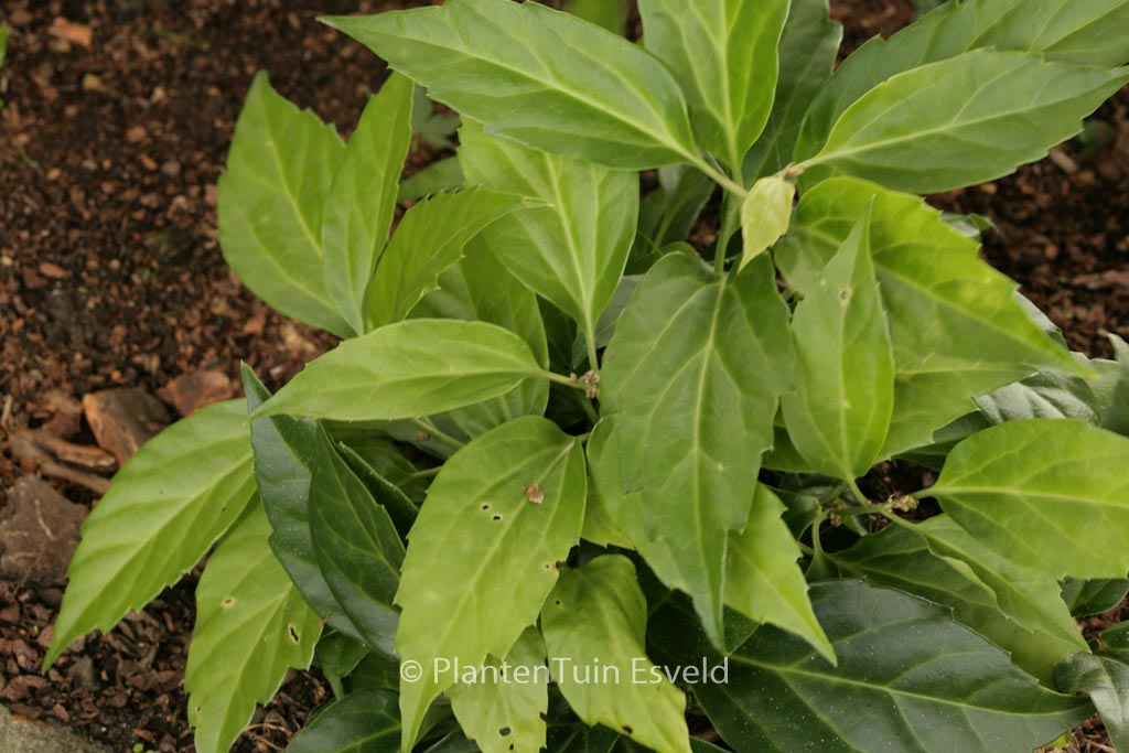 Pachysandra axillaris ‘Crug’s Cover’